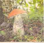 Gljive Lecinum boreale