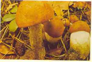 leccinum-bjelogoricni-turcin1