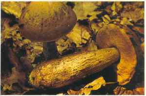 leccinum-caprini-grabov-vrganj1