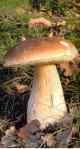 gljive-boletus-edulis-vrganj1