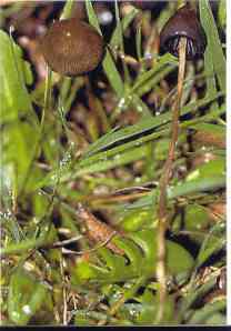 gljive-halucinogene-2