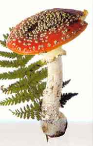 gljive-muhara-amanita-muscaria