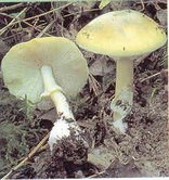 Gljive zelena pupavka 3