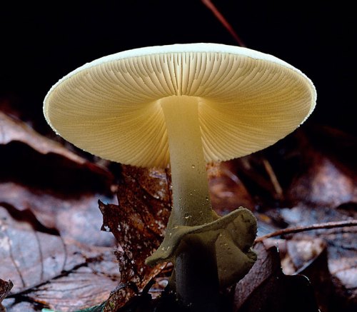 Gljive Amanita Bisporigera