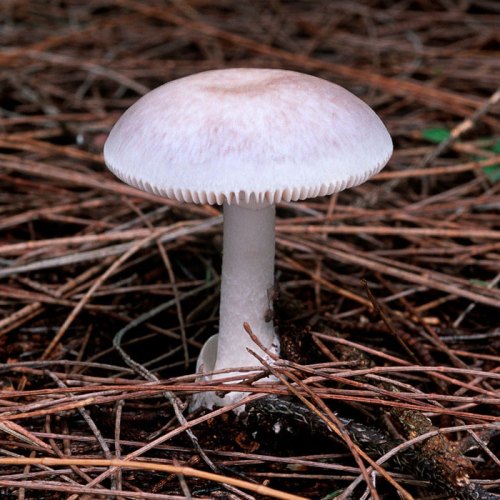 Gljive Amanita Marmorata