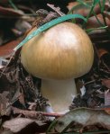 Gljive Amanita Phaloides