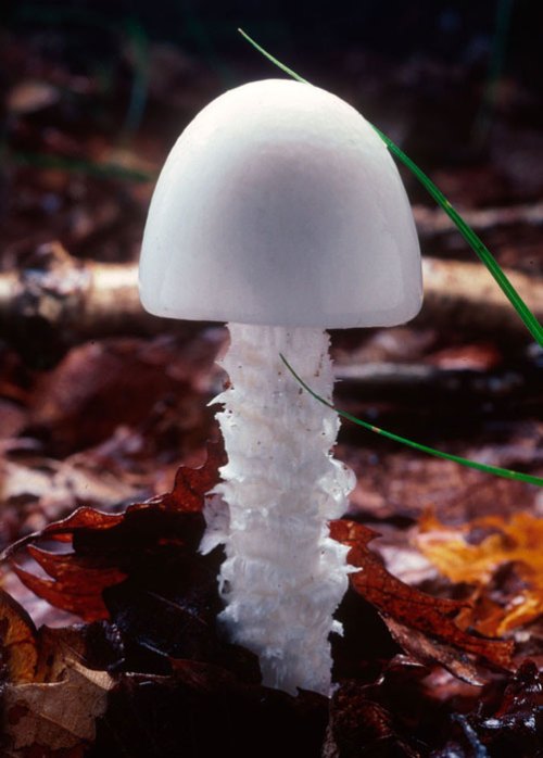 Gljive Amanita Virosa