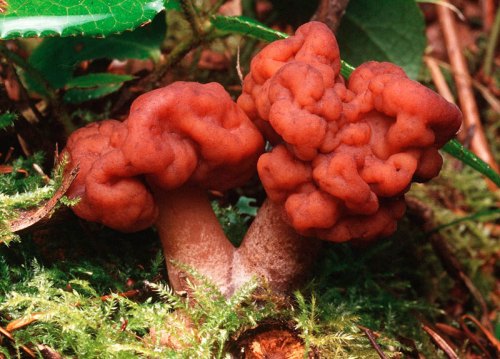 Gljive Gyromitra Genus