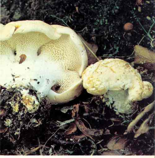 Gljive Jelenak bijeli