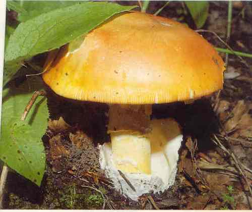 gljive Knjeginja-Blagva