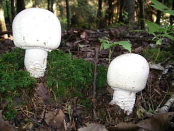 Agaricus arvensis