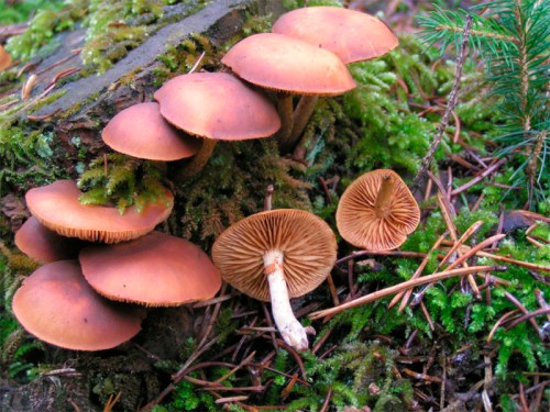 Galerina_marginata 4 Galerina_marginata 4