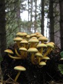 gljive Armillaria  melea