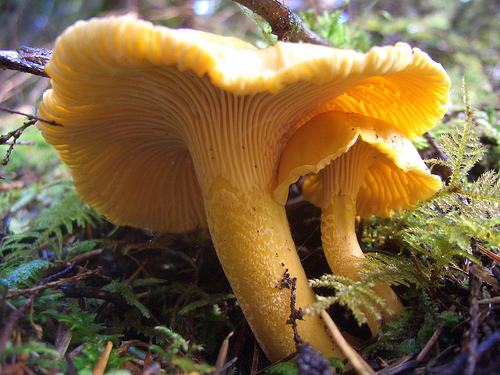 lisicarka kao fantazija