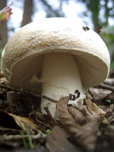amanita pantherina