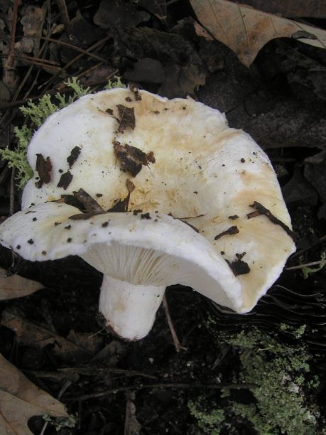 Gljive Lactarius piperatus Ljuta mlijecnica