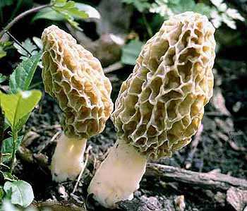 morchella