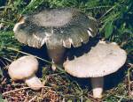 Gljive Russula virescens