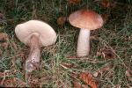 Leccinum scabrum 2