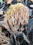 Ramaria Formosa