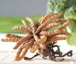 cordyceps2