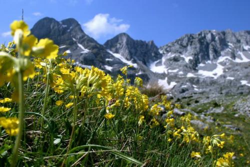 Udruzenje  za zastitu prirode Zeleni Neretva Konjic BiH – Brosura&nbsp;Prenj