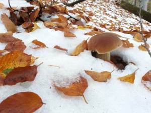 vrganj ispod snijega 2