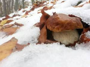 vrganj ispod snijega u Sloveniji